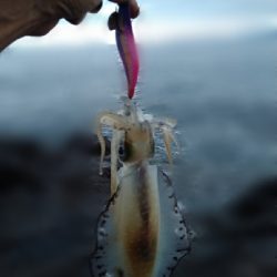 親イカはどこへ。。